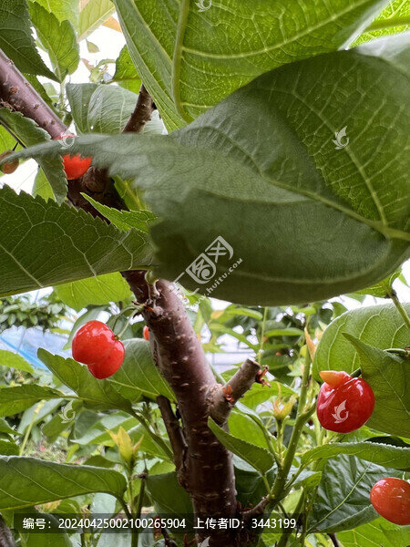 櫻桃種植園
