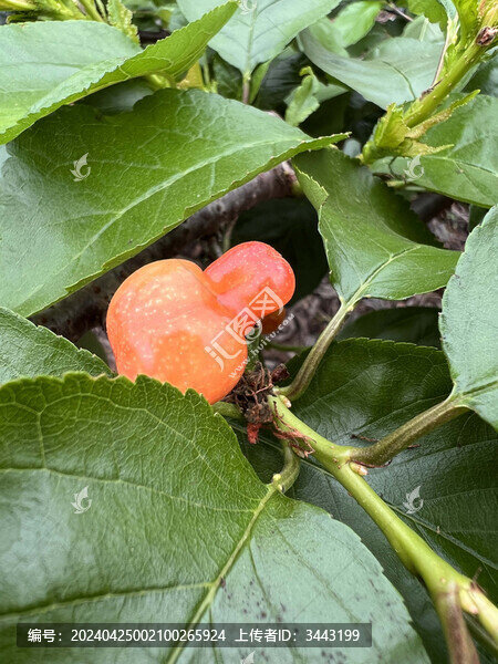 櫻桃種植園