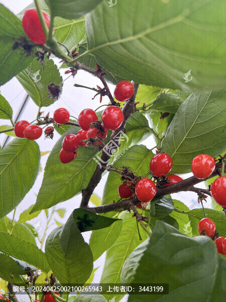 櫻桃種植園