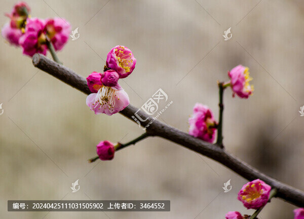 盛開(kāi)的梅花
