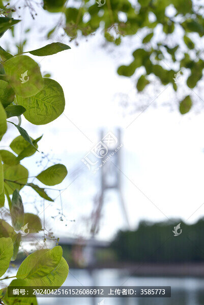 黃櫨