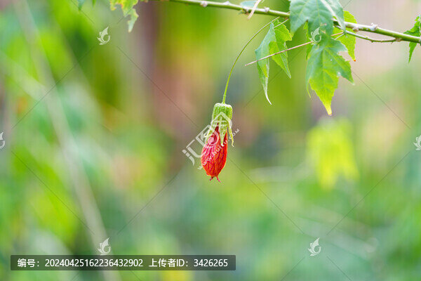 植物上生長的紅色花蕾金鈴花