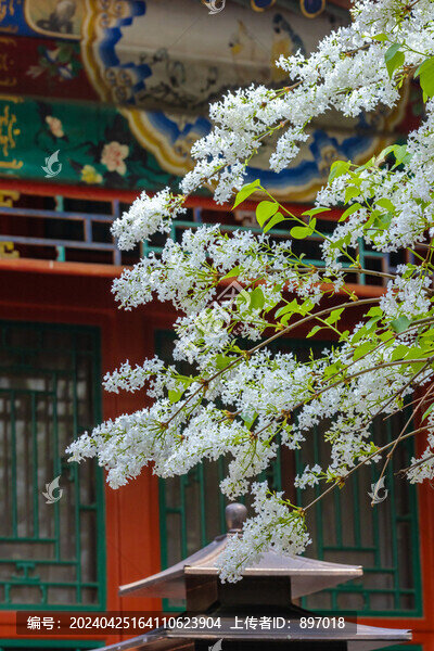 畫舫齋丁香花開