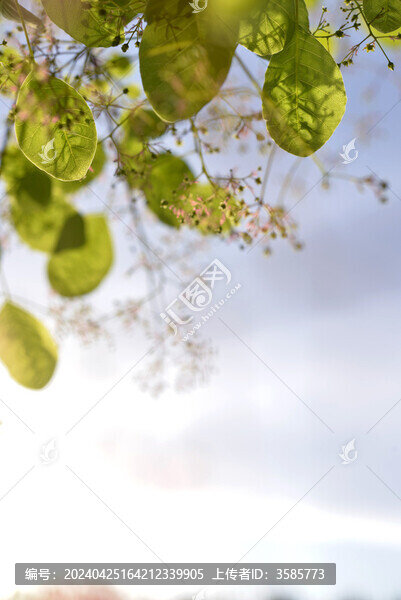 黃櫨