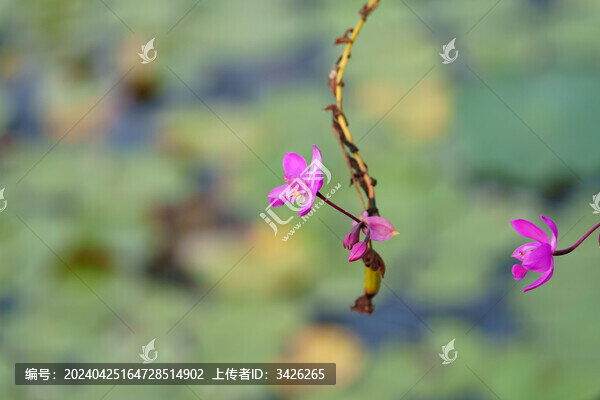 紫色開花植物紫花苞舌蘭