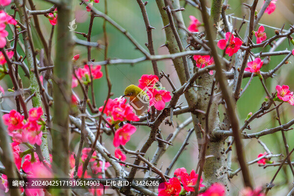 吃花蜜的灰腹繡眼鳥