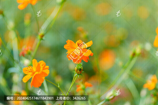 黃色開花植物黃秋英