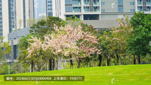 深圳光明區(qū)開(kāi)明公園美麗春色