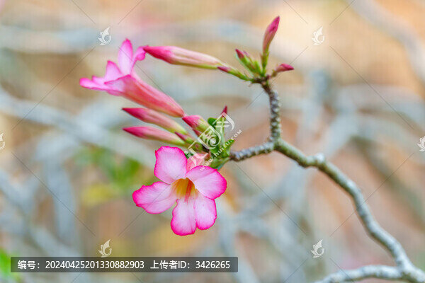 粉紅色開花植物沙漠玫瑰