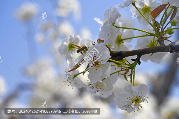 辛勤的蜜蜂