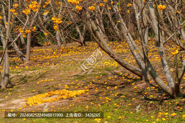戶(hù)外盛開(kāi)的黃鐘木花