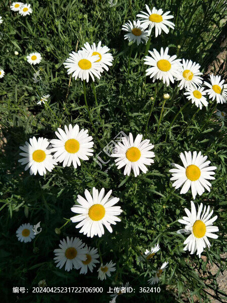 小雛菊
