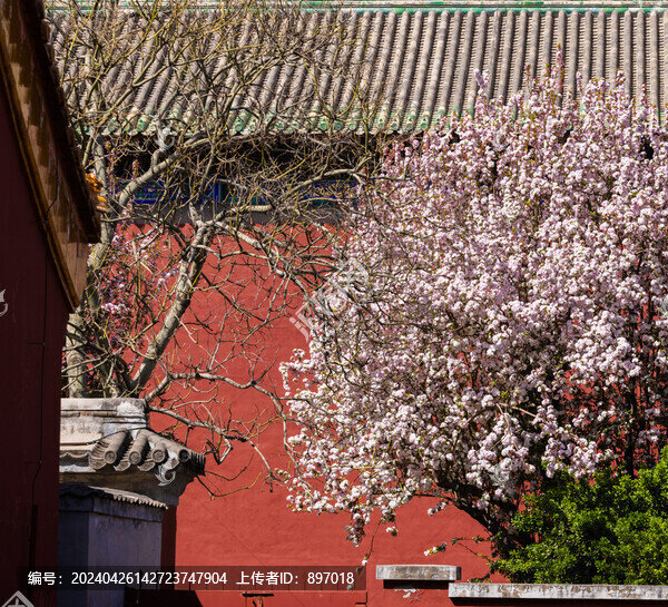 闡福寺海棠花