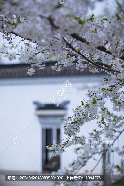 春天櫻花