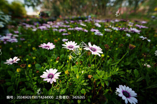 白色開花植物南非萬壽菊