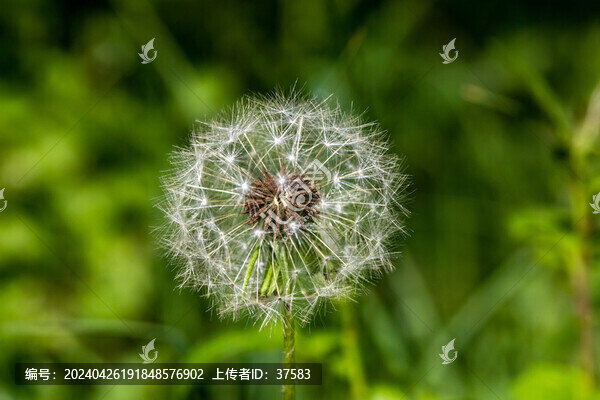 蒲公英