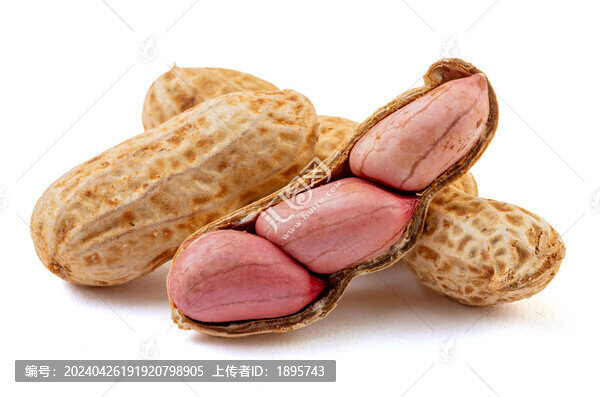 帶殼的新鮮紅衣花生