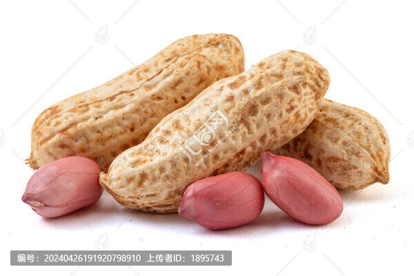 帶殼的新鮮紅衣花生
