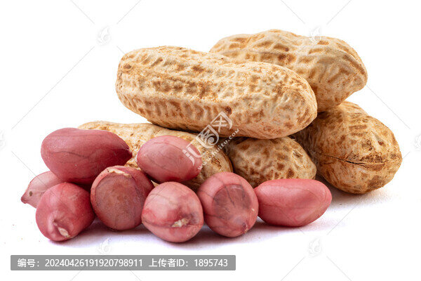 帶殼的新鮮紅衣花生