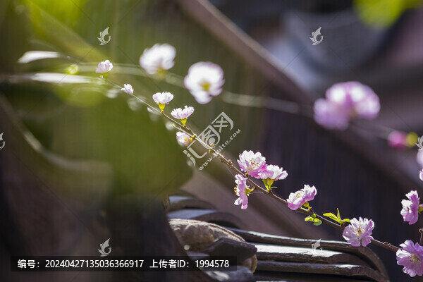 梅花