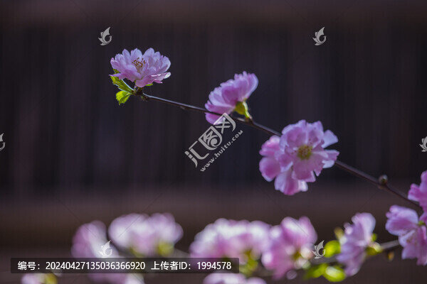 梅花