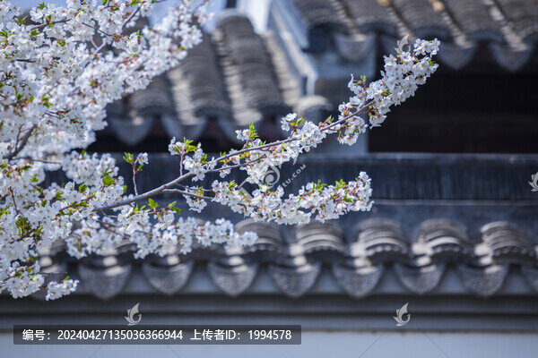 櫻花