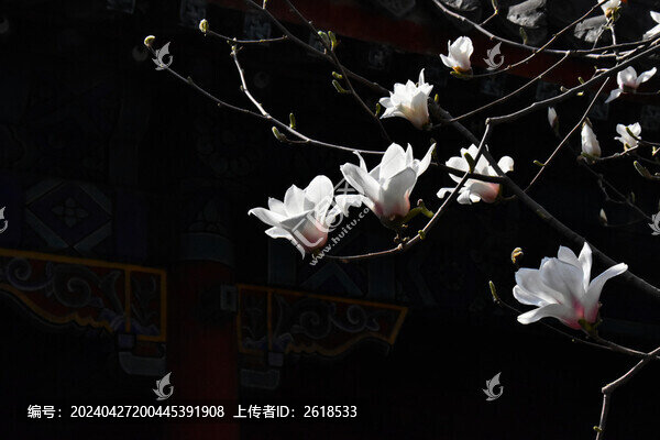 玉蘭花