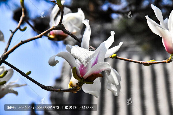 玉蘭花