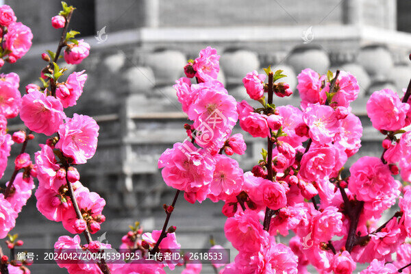 梅花