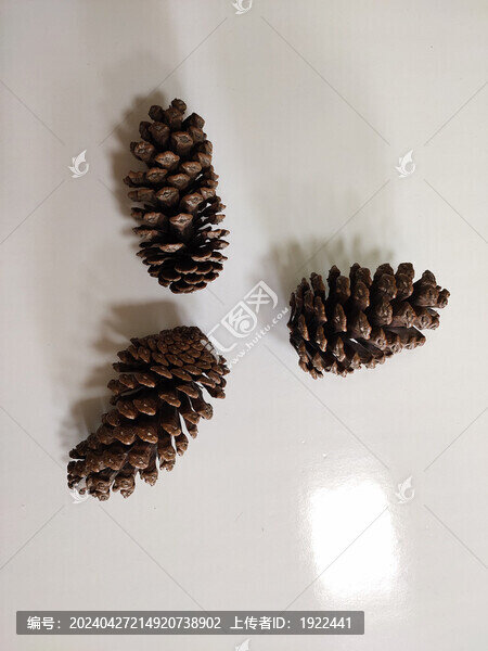 松果擺拍