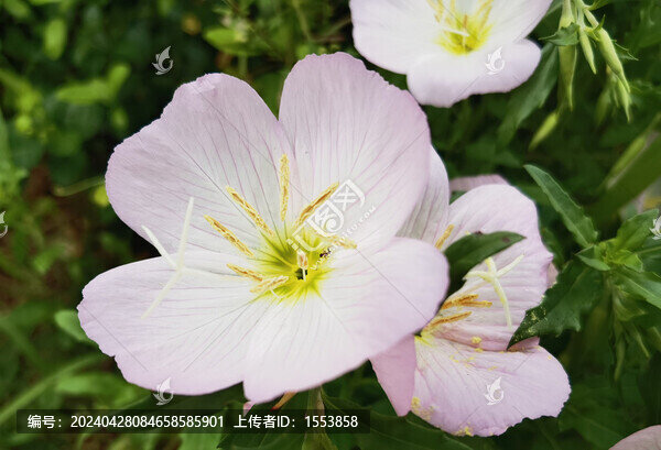 六葉花