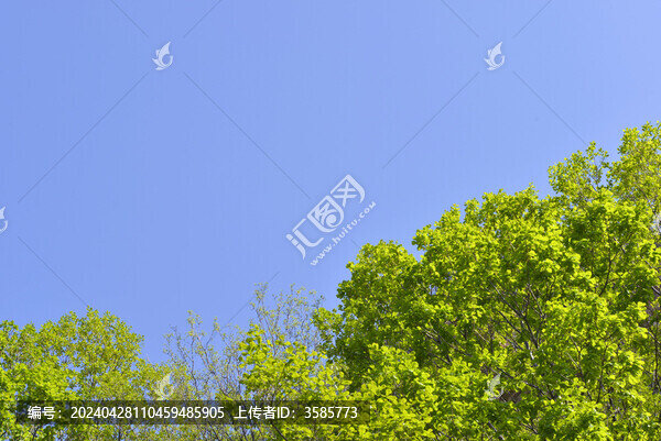 蒙古櫟