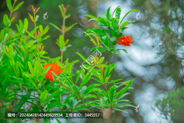 盛開的石榴花