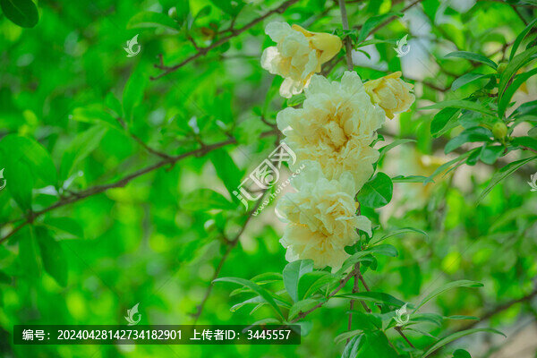 盛開的石榴花