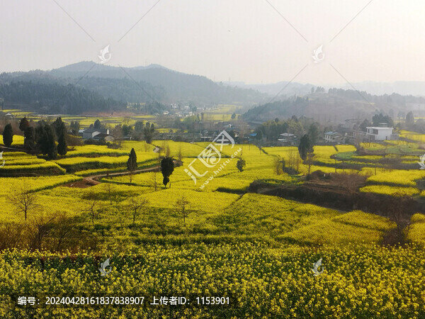 鄉(xiāng)村油菜花