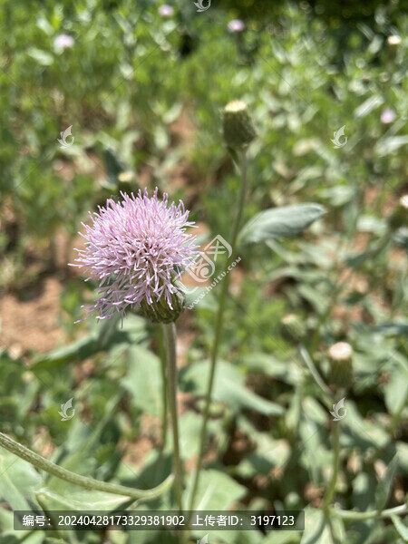 刺兒菜