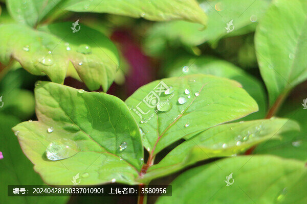 綠葉