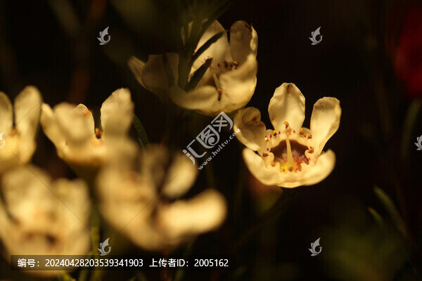 黃色臘梅單花