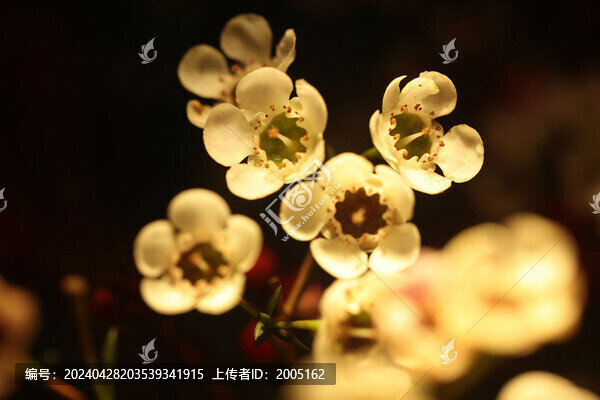 黃色臘梅中景
