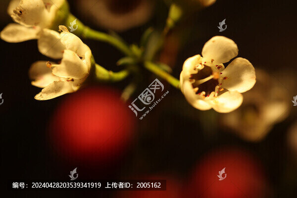 白色臘梅特寫