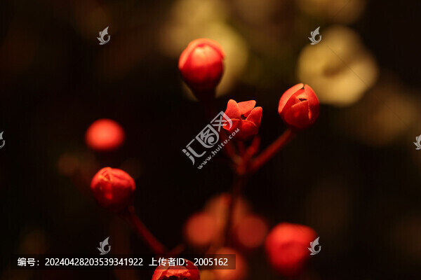 紅臘梅花骨朵