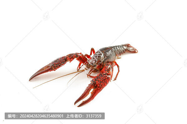 龍蝦