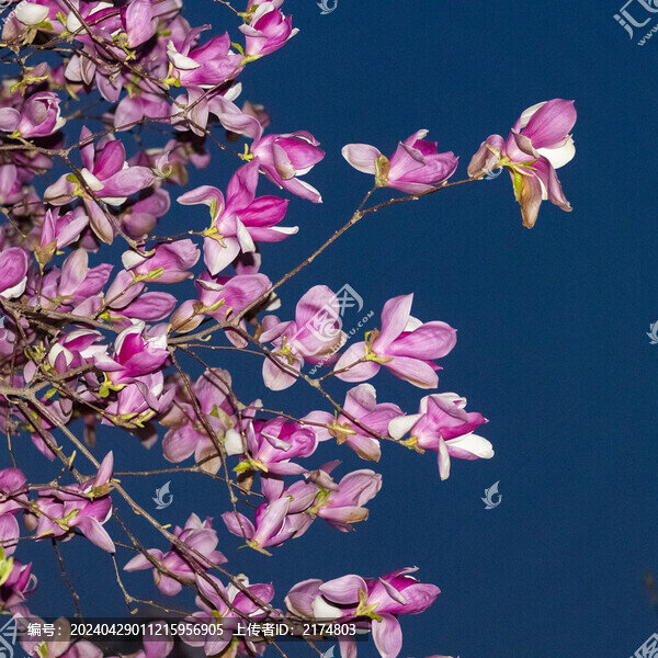 玉蘭花