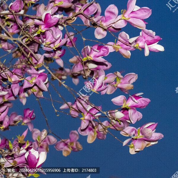 玉蘭花