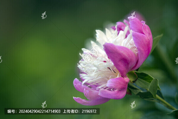 一朵彩瓣臺閣型芍藥