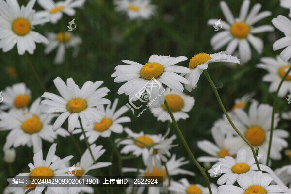 濱菊