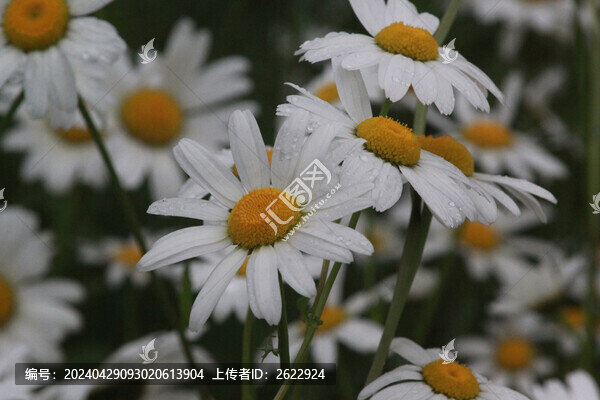 濱菊