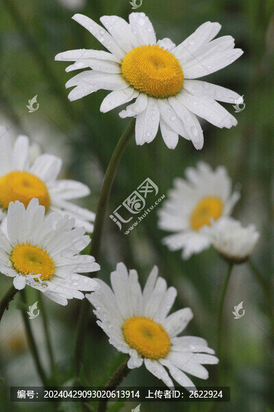 濱菊