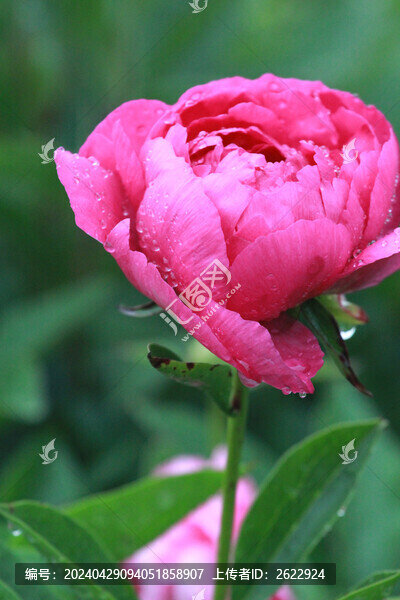 芍藥花
