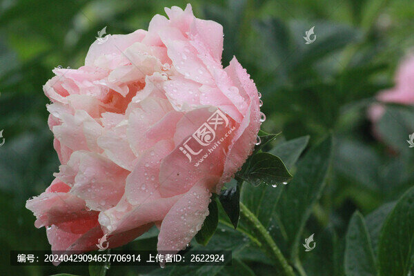 芍藥花
